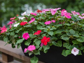 Helen Chesnut reports that there are three common reasons why annual flowers have not yet started blooming.