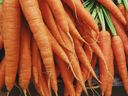 Keep carrots covered from seeding through to frost to stop damage from carrot flies.
