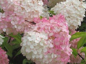 Peegee hydrangeas provide fresh color during hot, dry conditions.
