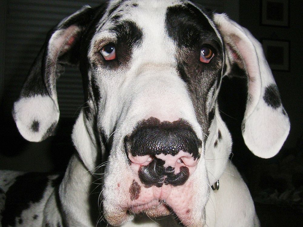 Five Great Danes kill owner, leave her in ditch