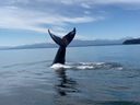 A humpback whale got up close and personal with a Cumberland family boating northeast of Campbell River on Tuesday, Aug. 2, 2022. COURTESY ALEX BOWMAN AND ALEKS MOUNTS