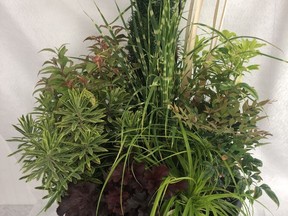 Clockwise from centre: Irish Yew, Miscanthus Strictus, Choisya Sundance, Nandina Gulf Stream, Carex Everillo, Heuchera Primo Black Pearl, Euphorbia Ascot Rainbow, Leucothoe Rainbow, accented with dried grass stems.