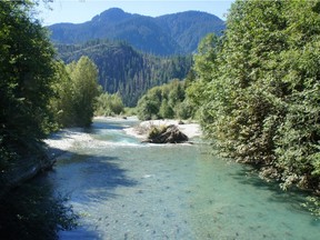 Sockeye salmon return to habitat restored by the Katzie First Nation on the Upper Pitt River watershed on Aug. 30.