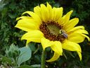 Sunflowers are a great and uplifting addition to border a vegetable garden.