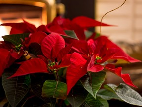 Poinsettia plants will do well in evenly warm to just slightly cool temperatures that don't drop below a minimum of around 15 C.