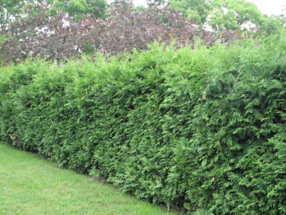 Removing, replacing cedar hedge will make gardening easier | Windsor Star