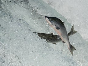 Sockeye runs in Alaska and northern B.C. have been particulary strong this year. Not so runs on the Fraser River. Getty Images/iStockphoto [PNG Merlin Archive]
