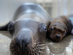The Vancouver Aquarium says one of its Stellar sea lions has given birth to a healthy pup. The male pup (right), named Natoa, and his first-time mom, Rogue, are doing well. THE CANADIAN PRESS