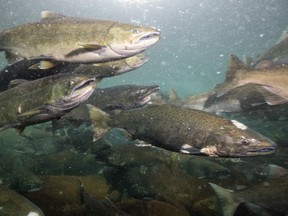Salmon swimming during spawning season near Chilliwack.