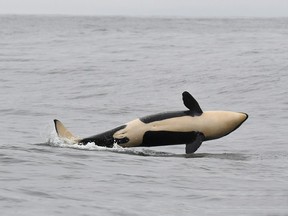 A baby orca born into the southern resident killer whale population in spring has been confirmed to be a female.