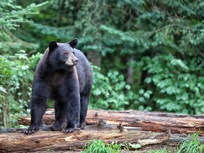 A Washington State woman recently fought back against a Black Bear and survived to tell about it.