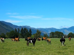 FILE PHOTO: Cattle feed in a field in Golden Bay, South Island, New Zealand March 29, 2016.