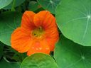 The young leaves and flowers of the nasturtium are edible.