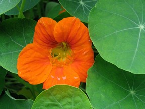 The young leaves and flowers on nasturtiums are edible.