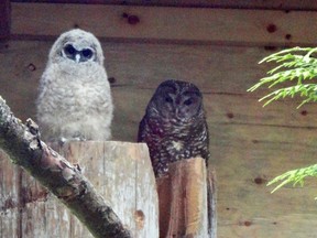 File photo of spotted owls.
