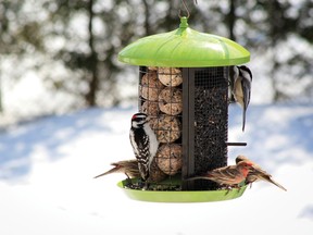 Consider the gift of a birdhouse this holiday season.