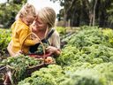 Picking fresh cabbage in the garden.
