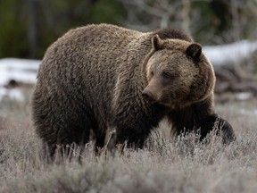 A file photo of a grizzly bear in Grand Teton National Park. It's estimated that the North Cascade region is home to about six grizzly bears, although sightings are rare and none have been seen on the American side of the border for more than 25 years.