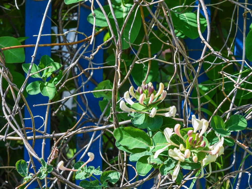 How to get a honeysuckle vine back on track Vancouver Sun