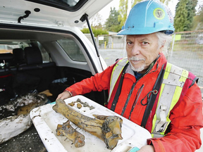 Ed Davies with old bison bones found at the excavation site for a new Nigel House near Saanich Municipal Hall.