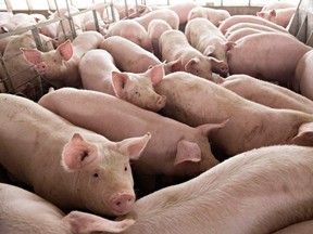 A new study suggests pigs use their snout to help calm the temperature down during fights between other pigs.
