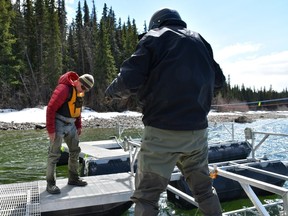 Michael Price, director of science for the Skeena Wild Conservation Trust, inspects salmon traps for a juvenile sockeye salmon monitoring project led by the Office of the Wet'suwet'en.