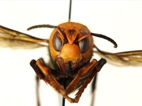 A northern giant hornet from Japan, formerly known as the Asian giant hornet. The Entomological Society of America gave the insect the new moniker to avoid use of Asian in the name of a pest insect.