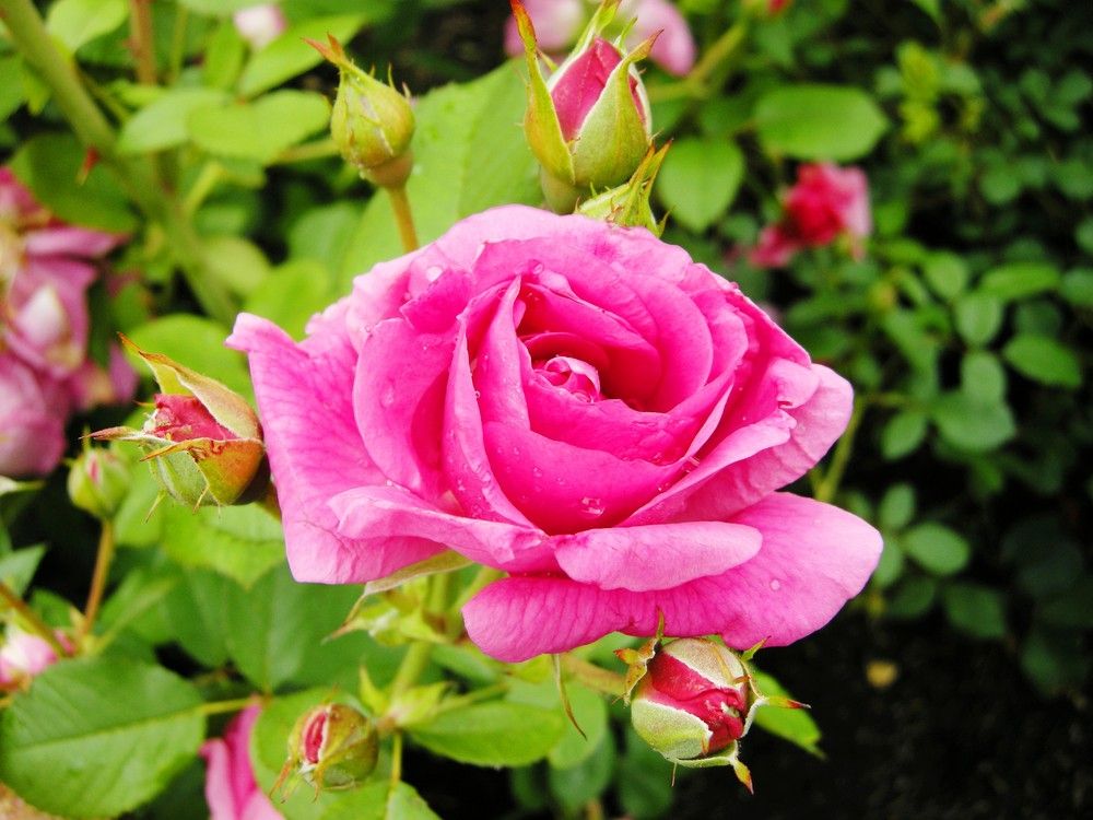 Remove rose leaves to help prevent disease Windsor Star