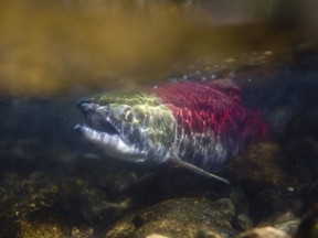 A spawning sockeye salmon, a species of pacific salmon, is seen making its way up the Adams River in Roderick Haig-Brown Provincial Park near Chase, B.C. Thursday, Oct. 7, 2010. The union representing fishermen says a plan by the federal government to buy Pacific salmon commercial fishing licences is underfunded, lacks transparency and doesn't address significant investments made by harvesters like fishing boats.THE CANADIAN PRESS/Jonathan Hayward