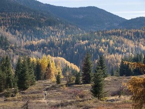 A photograph of forested lands in the fall near Rossland, B.C.
