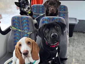 Mo Mountain Mutts, a dog walking business in Skagway, Alaska, has gone viral on social media for its beloved dog bus. Back row, from left: Yarrow and Otis. Front row, from left: Gumbo and Slade. MUST CREDIT: Mo Mountain Mutts