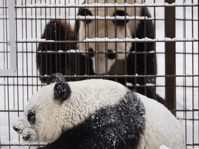 Giant pandas male Hua Bao, named Pyry, and female Jin Bao Bao, named Lumi, play during the opening day of Ahtari Zoo Snowpanda Resort in Ahtari, Finland February 17 , 2018.    Lehtikuva/Roni Rekomaa
