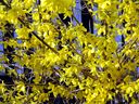 Spring-flowering shrubs like forsythia do best when pruned right after bloom.