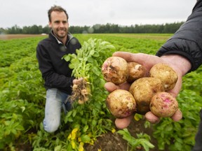 Tristin Bouwman and Tyler Heppell with some of the first B.C. potatoes harvested last June from a Campbell Heights potato field in Surrey. The vegetable farmers want the 200-acre property, owned by the federal government and leased to Heppell's Potatoes, added to B.C.'s Agriculture Land Reserve to protect it from industrial development.