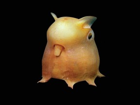 This dumbo octopus is found on the ocean floor at depths of 300-400 meters - the zone targeted for deep-sea mining.