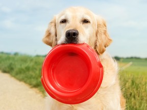 We now have access to a range of commercially available plant-based dog foods that are nutritionally complete and will help ensure that our dogs are healthy and happy.