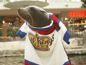 Kelpie the sea lion wears an Oil Kings jersey at West Edmonton Mall, the afternoon of Dec. 12, 2007. The mall announced that it had euthanized the 28-year-old marine mammal on Feb. 15, 2023.