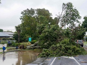 This handout photo taken and received on Tuesday, Feb. 14, 2023 from the Hastings District Council in New Zealand shows flooding and a fallen tree after a storm in Hastings.