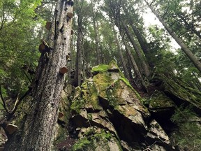 Steep slopes, big trees and rock cliffs are visible along the BCMC trail in Grouse Mountain Regional Park.