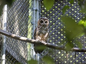 A northern spotted owl is shown at the Northern Spotted Owl Breeding Program (NSOBP) in Langley, B.C. in this undated handout photo. One of just four endangered spotted owls known to be in the wild in British Columbia is now recovering from an injury after being found along some train tracks, slowing the careful plans to revive the species, a breeding program co-ordinator said.
