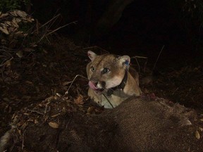 National Park Service photo of the Griffith Park mountain lion known as P-22 is shown in this remote camera image set up on a fresh deer kill in Griffith Park in this November 2014 photo.  P-22, a radio-collared puma that became a wildlife celebrity,  was one of the many mountain lions struck by a car in California.  REUTERS/National Park Service/Handout