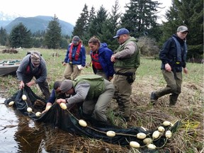 Fisheries staff from the Haisla Fisheries Commission gather baseline inventory data on salmon, eulachon and crab to help ensure watershed security throughout Haisla territory.