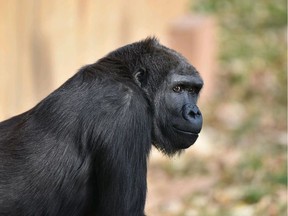 Western lowland gorilla Yewande is shown in a supplied photo from the Calgary Zoo.