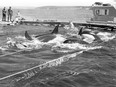 The Penn Cove whale capture on Aug. 8, 1970, as female orcas and calves sought to escape separation and the surrounding nets.