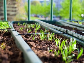 seedling flats in greenhouse