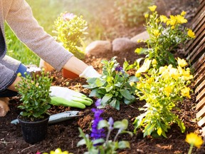 hands planting flowers in garden bed