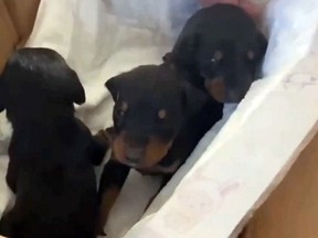 Three puppies sit in a box after being rescued from the debris of a building in the aftermath of the earthquake in Hatay, Turkey, March 6, 2023 in this screen grab obtained from a social media video.