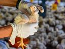 Avian influenza, a highly contagious viral infection that affects wild and domestic birds worldwide, has recently gained notoriety for its devastating impact on the commercial poultry sector and as an emerging human public health threat.