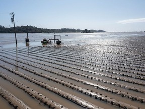 Flooded strawberry fields in Pajaro, California, US, on Wednesday, March 15, 2023. Flooding from a levee breach on the Pajaro River Friday put nearly 2,000 residents under mandatory evacuation orders.