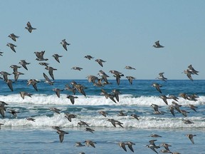 Combers Beach in the Pacific Rim National Park reserve is off-limits to dogs from April 1 to Oct. 1, 2023, to protect migratory shorebirds. Dogs must be on-leash in all other areas.